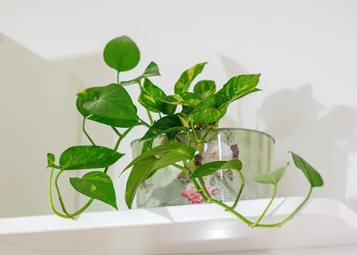 Festum Шибеник