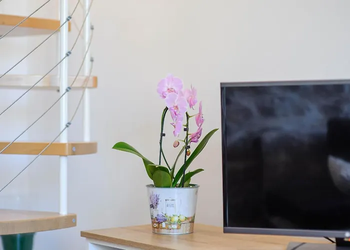 Festum * 시베니크